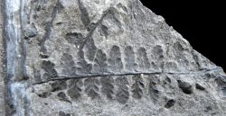Renaultia gracilis